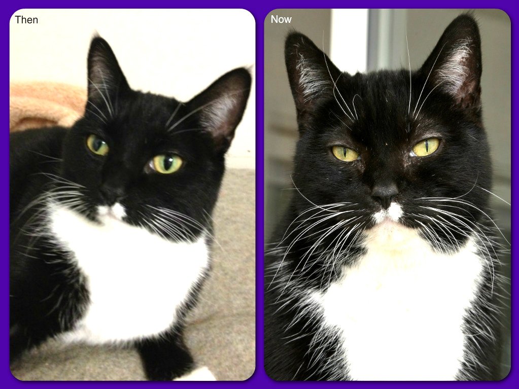 ChwkSafeHaven's tweet photo. Good Morning! #SafeHavenCats #CatOfTheWeek BG needs to find a loving/nurturing #FureverHome immediately! This loving girl has been passed up & spent far too long here. Will you #RescueAShelterCat #ForgottenCat, #LongTimeResident? #ThrowbackThursday #ThenAndNow #RememberMeThursday https://t.co/R4b3hWpAvt