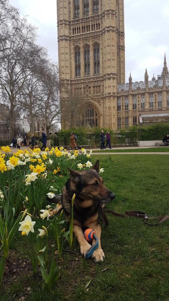SiDix67's tweet photo. @scamperspets The @UKHouseofLords  Committee stage for #FinnsLaw has been discharged and we move straight to 3rd Reading😃😃😃😃 

@K9Finn @finnforchange https://t.co/HPEYvhl6QC