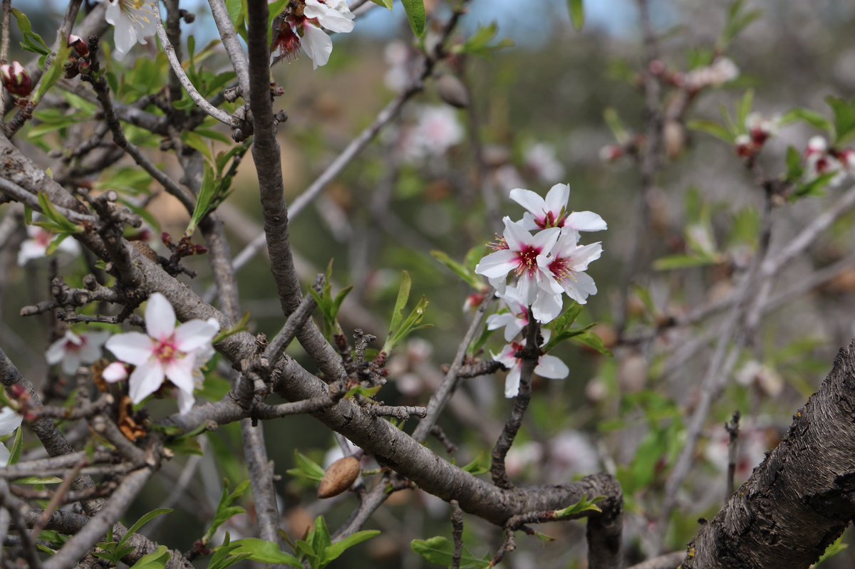 Welcome back, #spring! 🌸 Guardando il quadro Blossom Time del pittore impressionista statunitense Edward Henry Potthast 🇺🇸 e la foto dei mandorli in fiore al <a href="/parcodeitempli/">Parcovalledeitempli</a> 🇮🇹 sembra di sentire il profumo dei fiori e della #primavera! #blossom