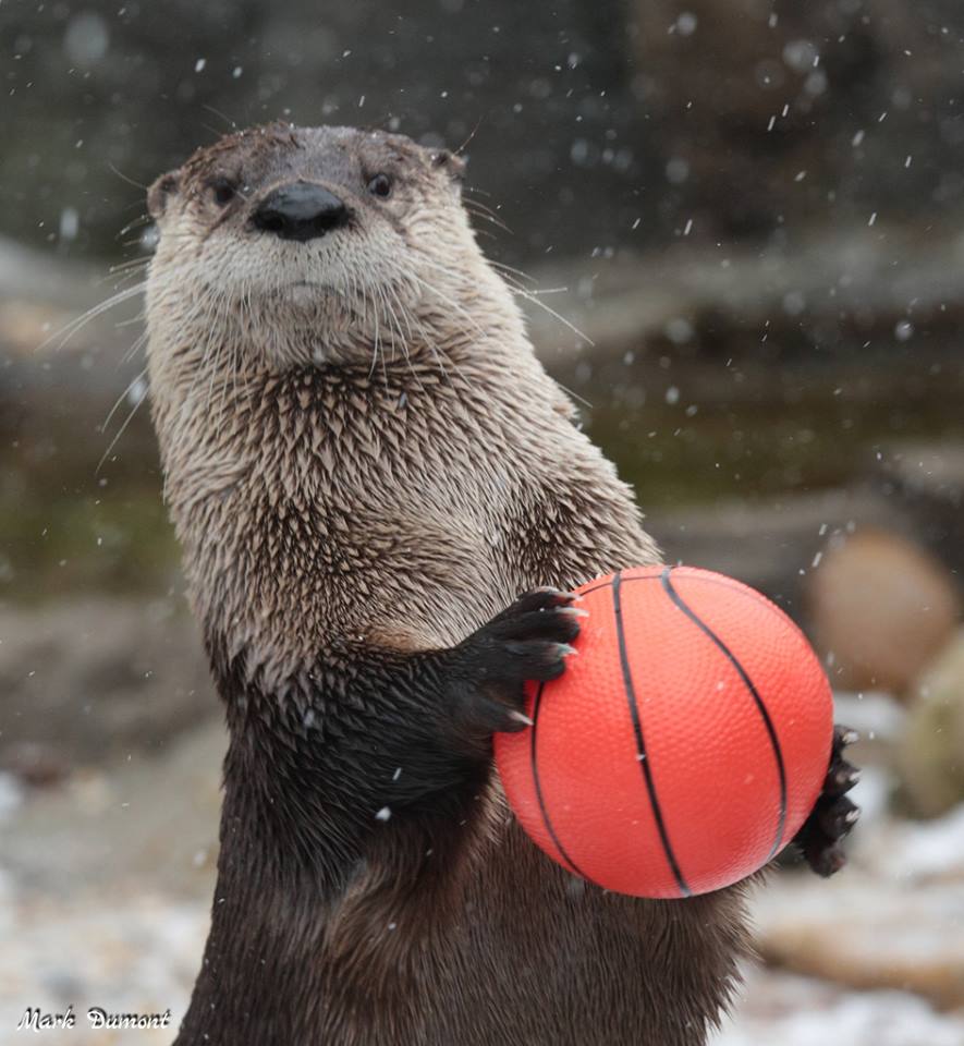 CincinnatiZoo's tweet photo. Sugar the river otter is ready for some #MarchMadness! @marchmadness https://t.co/NeHYmfCMDk