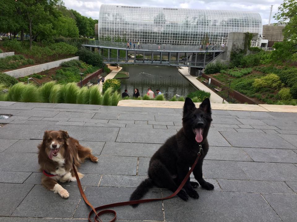 EdgeHomeTeam's tweet image. Celebrate National Puppy Day this Saturday from 11-2pm,  at the Myriad Botanical Gardens Dog Park with local dog rescues, pet vendors, music, drinks and more! ow.ly/zd3z50nEVsN
