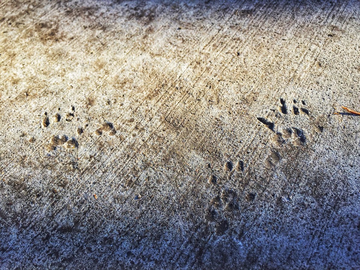 sa_hewitt's tweet photo. Calgary sure breeds them tough - animals so powerful, they leave their footprints in solid concrete. #pawprints #evolution #superanimals https://t.co/xgjB7IllmO