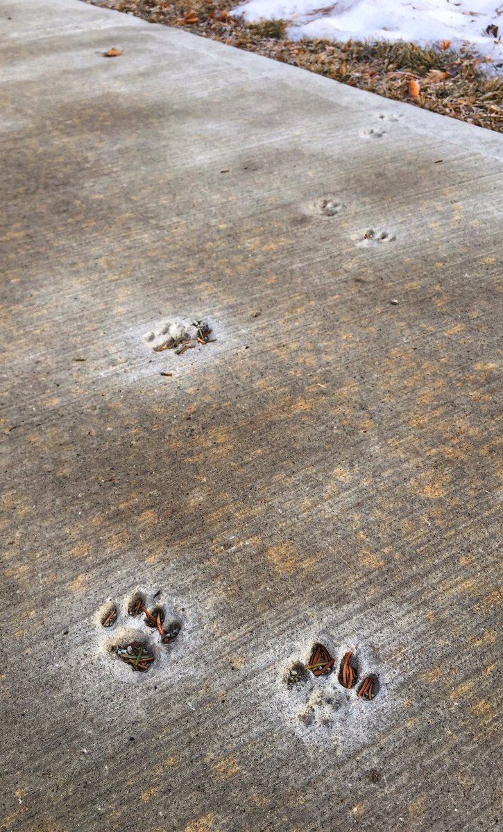 sa_hewitt's tweet photo. Calgary sure breeds them tough - animals so powerful, they leave their footprints in solid concrete. #pawprints #evolution #superanimals https://t.co/xgjB7IllmO
