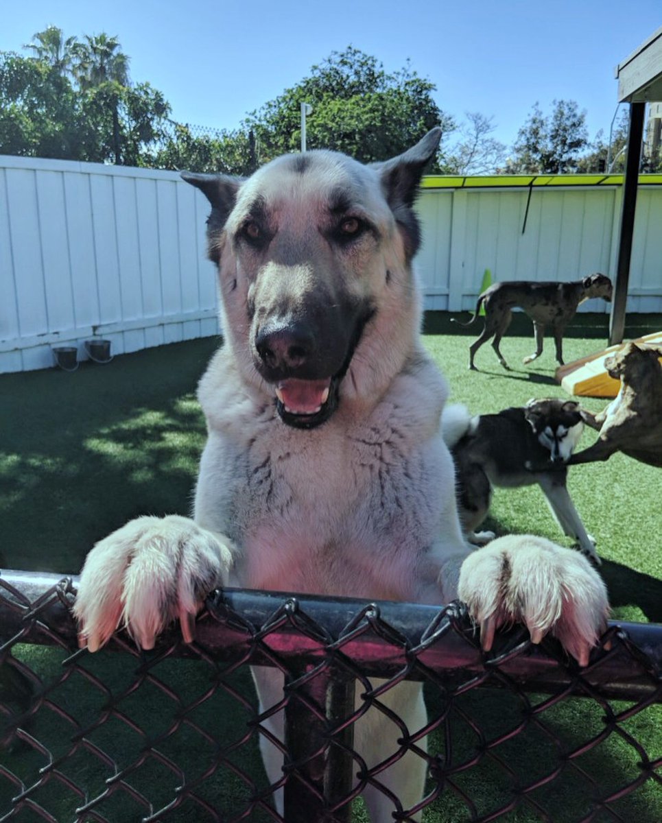 PawCommons's tweet image. Here we have Lincoln, looking handsome as always 😘
.⠀⠀
.⠀⠀
. How does your dog model for the camera?
.⠀⠀
.⠀⠀
.⠀⠀
.⠀⠀
#dog #dogs #doggydaycare #sandiego #baypark #hillcrest #encinitas #gilbert #california #cali #arizona #kissmypaws #pawcommons #thursday #smile #happy