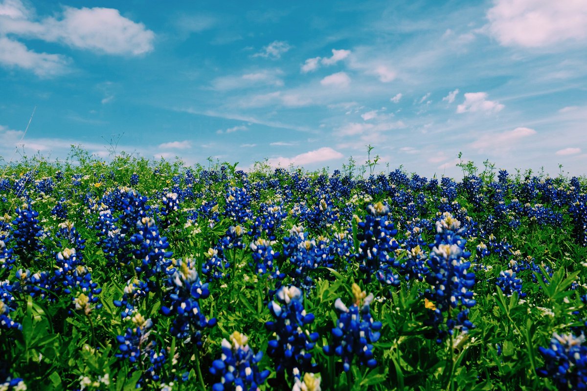 WorthResidences's tweet photo. Spring has arrived in #Texas ☀️

#TheWorth | #Spring | #FortWorth https://t.co/hAmrY8qwI0