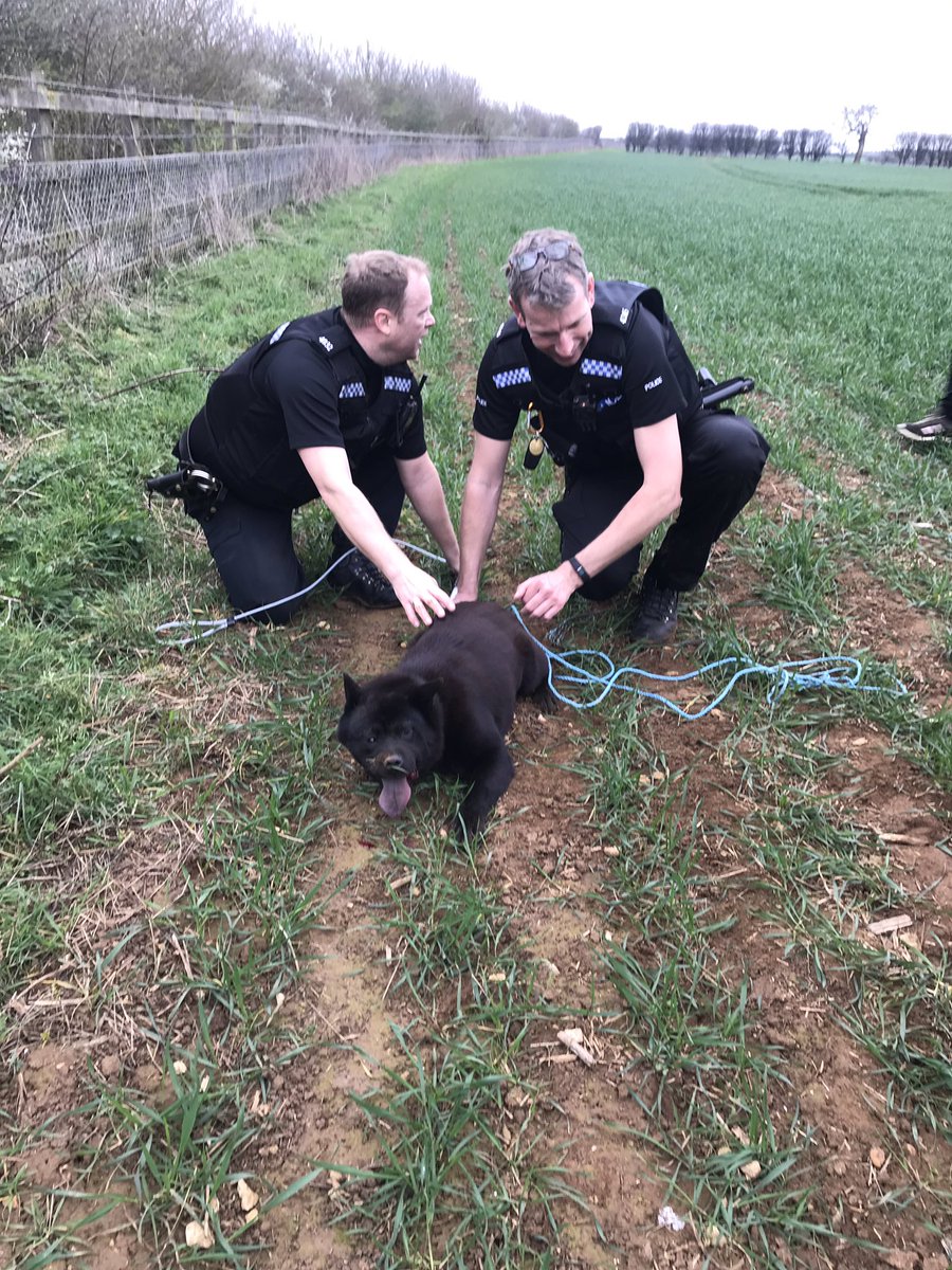 tvprp's tweet photo. Thanks to members of the public who phoned regarding this dog that was loose on the #M40. Two hours of chasing later we caught her. #MISSINGFOR6DAYS #P1079 #P4245 #OXONRPU https://t.co/g0Ib5GXEDh