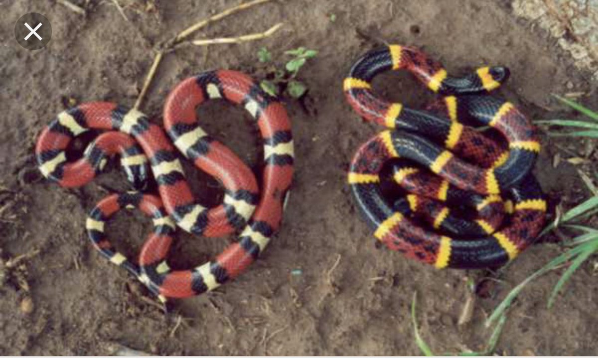 FLHS_Mberisha's tweet photo. An example of Batesian mimcry is when the scarlet king copies the coral snakes colour so it can’t be attaked by birds #evolution https://t.co/cuv4LNDJS9
