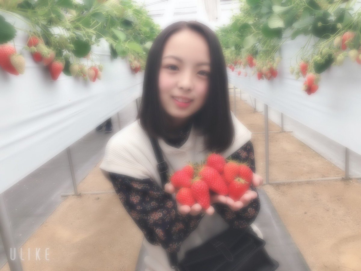 8955Tiger's tweet photo. 念願のいちご狩りサイコーでした😍 https://t.co/gv1B2hvcDI