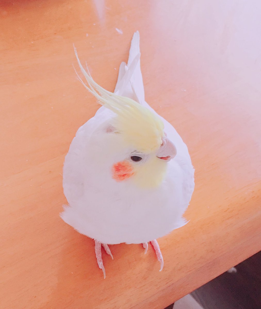 ぴっぴ Pipi醤 Hikaru 可愛い過ぎる 私の癒し笑 オカメインコ ルチノー 可愛い インコ T Co Pqaf8j6lzx Twitter