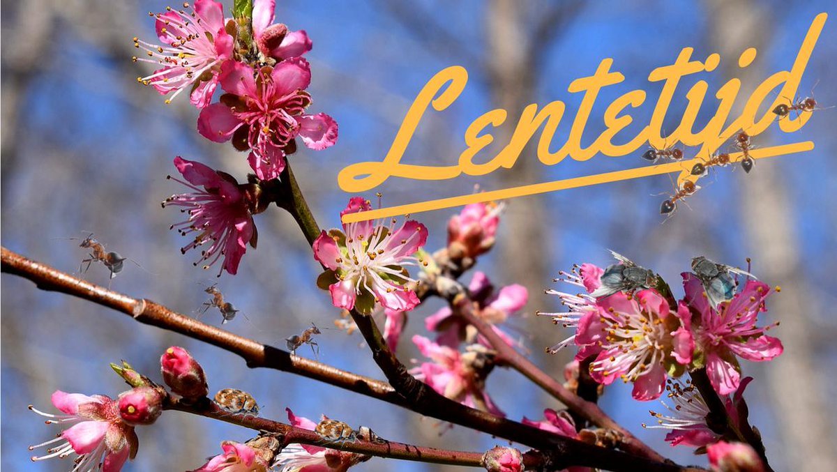 De lente is opnieuw in het land, maar dat brengt ook weer heel wat beestjes met zich mee! Leer ze tijdig voorkomen met onze tips: bit.ly/2SXUod0 🐜🦋🌞