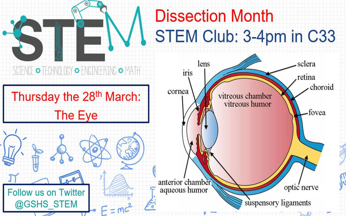 GSHS_STEM's tweet image. To help celebrate UK Science week @GSHS_STEM are running 'Dissection month' in C33 every Thursday this term from 3-4pm. Today we surgically analysed the Lungs. Next week the eye!

Thanks for all new members - hope to see you all again next week! #STEM @GSHS_School @GSHS_Science