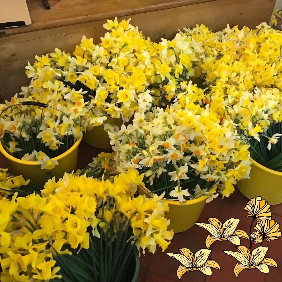 Fethardtourismgroup (@fethardbusiness) on Twitter photo Please support the students of <a href="/PPSSFethard/">Patrician Presentation Secondary School, Fethard</a> selling freshly picked Daffodils tomorrow #Fethard #FHCExperience <a href="/IrishCancerSoc/">Irish Cancer Society</a> Please support the students of <a href="/PPSSFethard/">Patrician Presentation Secondary School, Fethard</a> selling freshly picked Daffodils tomorrow #Fethard #FHCExperience <a href="/IrishCancerSoc/">Irish Cancer Society</a>