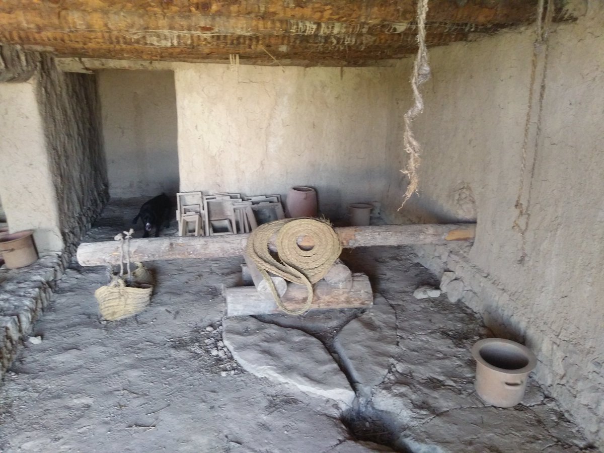 PaleoBarcino tweet media