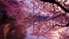 TravelexIntl's tweet photo. Want a quick weekend get-away idea? The National Cherry Blossom Festival is going on now in Washington D.C. The festival's opening ceremony is this Saturday, March 23rd, however, the following weekend is when the blossoms are supposed to peak (April 5th). 
#weekendgetaway https://t.co/FnKeD0NsYM