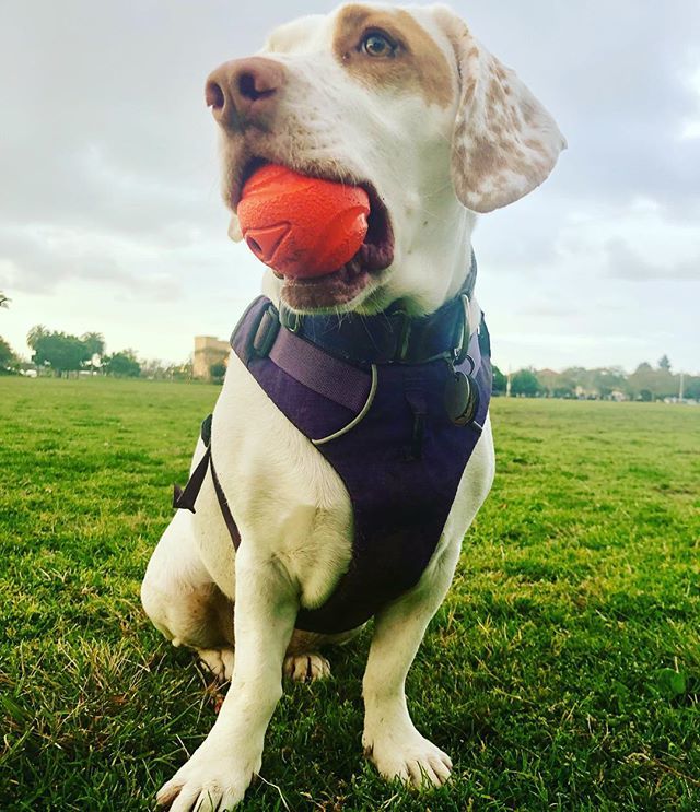 Libbylowrider's tweet photo. Good morning. π May you appreciate the simple joys today. πΎππΎππΎππΎ
#joyfuldog #libbyspreadslove #simplepleasures #happydoggo #fetch #balldog #fetchface #morningplaytime #thursdayvibes #bassetmix https://t.co/AvY9LP6q7i https://t.co/2XSr4Np2Bk