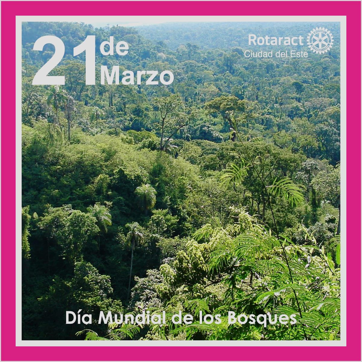 Día Mundial de los Bosques
El 21 de marzo se celebra el Día Internacional de los Bosques, con el objetivo de concienciar sobre la importancia crucial de los bosques en la vida de las personas y del Planeta.