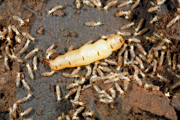 elliethetermite's tweet photo. The #TermiteQueen is attended by hundreds of workers that feed her and care for her and her entire job becomes laying eggs #TermiteFact https://t.co/SZyqIyVVch
