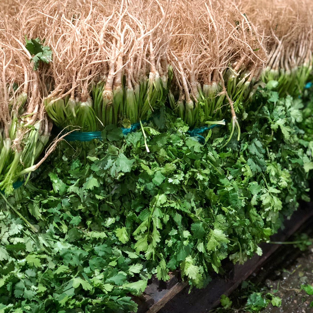 FondaMayora's tweet photo. Que les pidieron cilantro y llevaron perejil. Que les pidieron perejil y llevaron cilantro… Ahí les va la pista: el cilantro es el que se vende con raíz. Tan tan.
#AlmanaqueMayora
#FondaMayora #ComidaMexicana #CondesaRoma #CDMX #MexicanFood https://t.co/eD5NAcmiX3