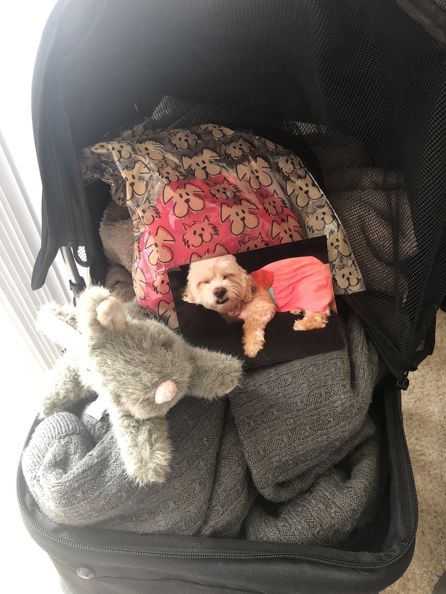 OneWithPetCare's tweet photo. #TheGing stroller, baby and blankies... we miss you so much it hurts #moms & #puppylove https://t.co/i0nA5XS9Bo