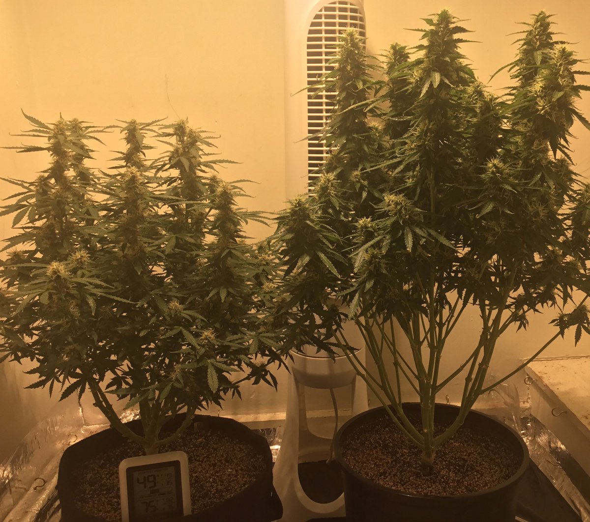 therealTR4G1C's tweet photo. SPRING IS HERE! IT TIME TO #GrowYourOwn AND KNOW THAT YOUR GETTING EXACTLY WHAT YOU GROW... AND WHY NOT START YOUR SPRING GROW WITH THE LEGENDARY #JackHerer &amp; THE POWERFUL #GG4 GET YOUR SEEDS TODAY https://t.co/9uLTXvVFk0 &amp; ENJOY THIS CODE #MarchGreen https://t.co/jsypqmiTtC