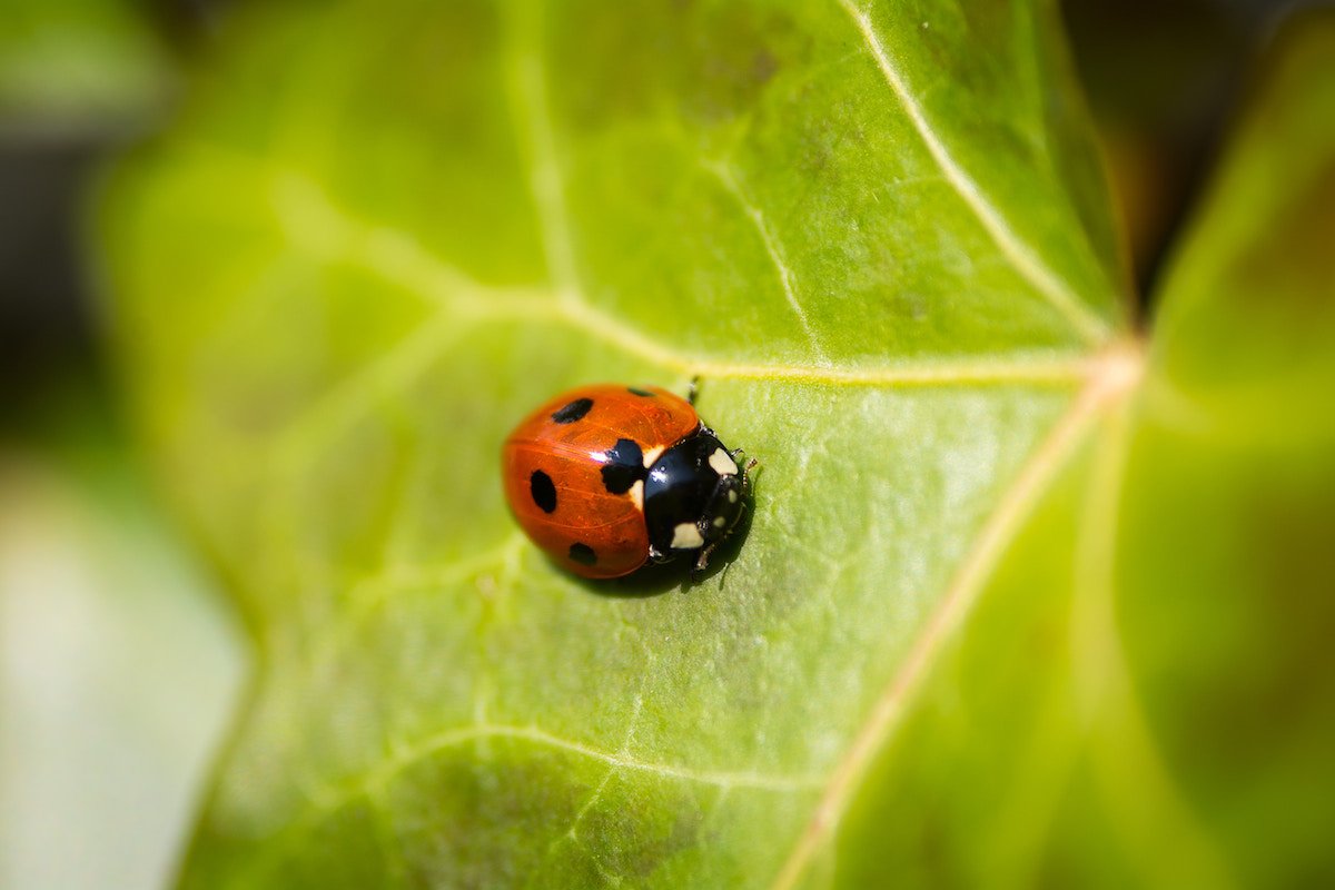 _Farmili's tweet photo. Sauvez les insectes au jardin avec @_Farmili ! 
D'idi 100 ans la totalité des insectes pourrait avoir disparu. C'est le moment de se mobiliser et ça commence à la maison :  https://t.co/oxeOB675uQ https://t.co/MtgLj4oOrB