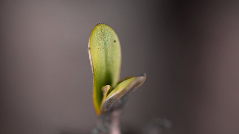 sweetseeds_es's tweet image. Nuestra Black Jack F1 Fast Version® sigue soltera...👀 ¿Algún pretendiente que se atreva a cultivarla😍? 

👉 sweetss.net/blackjf1

#TheCannabisExperience #SweetSeeds #fastversion #blackjack #cannabiscommunity