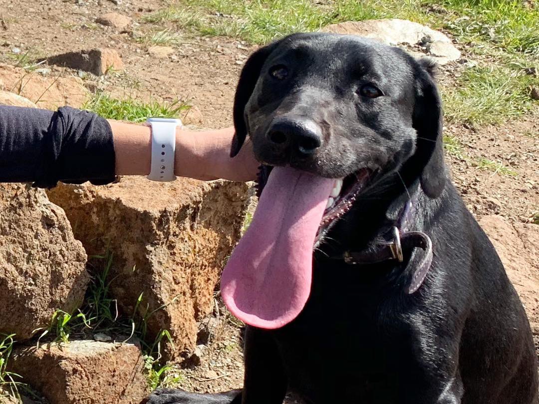 xtina_atchison's tweet photo. Swipe➡️for a close-up of Reese’s reaction when I told her the labrador retriever is the most popular dog breed🐾
#smalldogbigtongue #reesegram #littlelab #labsofinstagram #labradorretriever #labrador #blacklab #black_lab_squad #dogsofinstagram #dogsofslo #americankennelclub #akc https://t.co/MtgvhPBpM9