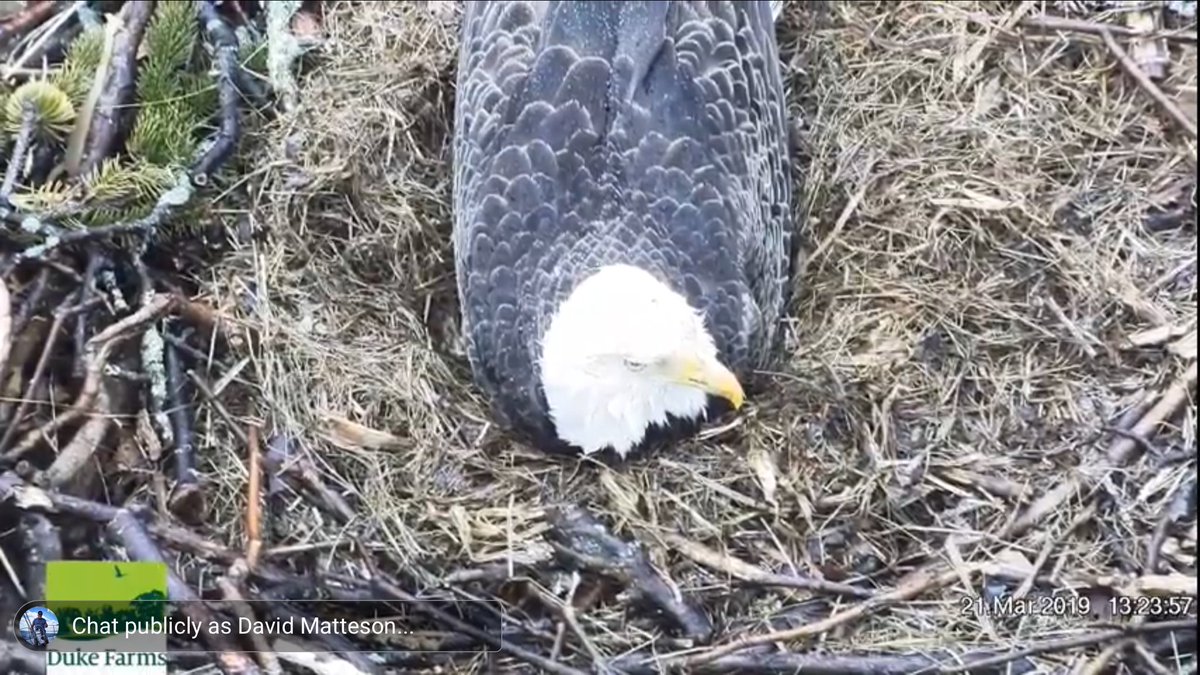 whaler32's tweet photo. #DukeFarms #Eagles #SwitchTime #MomandDad https://t.co/O3dYvZ5Z2i
