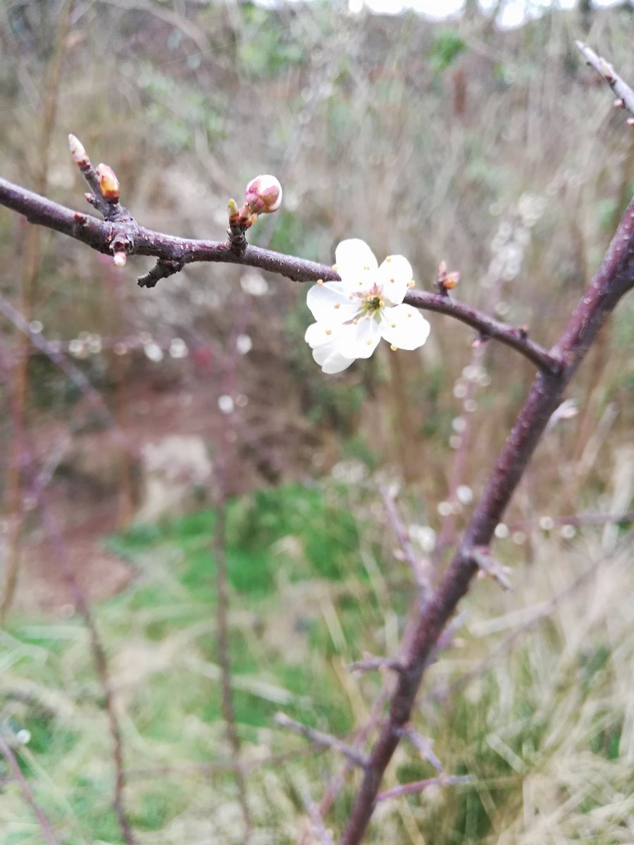 EarthyBond's tweet image. Forest school with the little one and then beach today, great to be outdoors in the wild, had a little paddle too #forestschool #childhood #motherartist #peace #ceredigion #ceibach