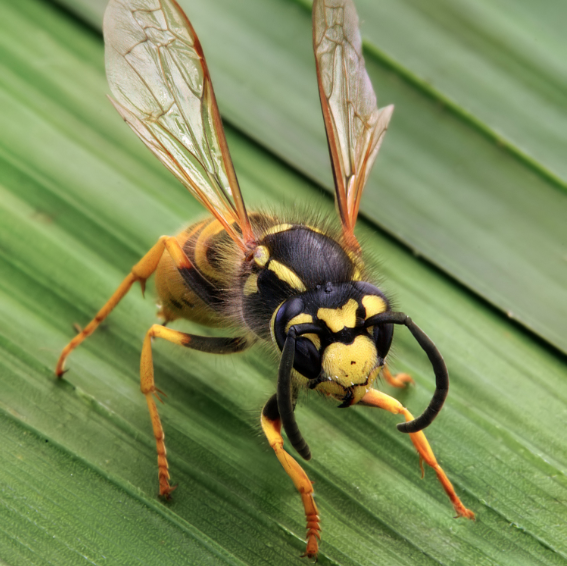 beefriendlyclub's tweet photo. Why do we love bees but hate wasps?
A lack of understanding of the important role of wasps in the ecosystem and economy is a fundamental reason why they are universally despised whereas bees are much love... https://t.co/Wgit3Hpsmy https://t.co/Du8LImSYgC