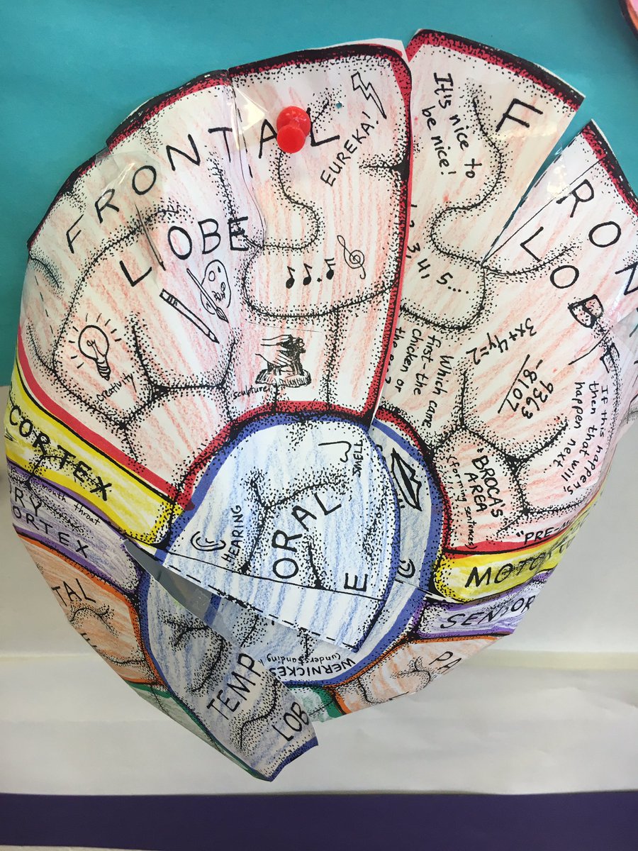 BraesideSchool's tweet photo. Learning about and building a brain to help us recognize how we can regulate our behaviour.#yycbe https://t.co/ypcTWBU8mK