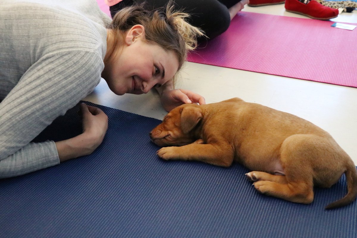 NAITSA's tweet photo. Yesterday, we spent the afternoon relaxing and cuddling with some of our new furry friends! Thank you @SCARS_Alberta for bring in the 8 week old puppies for our 5th Puppy Yoga event. It was the perfect way to relax and destress from exams. #NAIT #naitsaevents #naitsa #ookslife https://t.co/qiBpCxzUeB