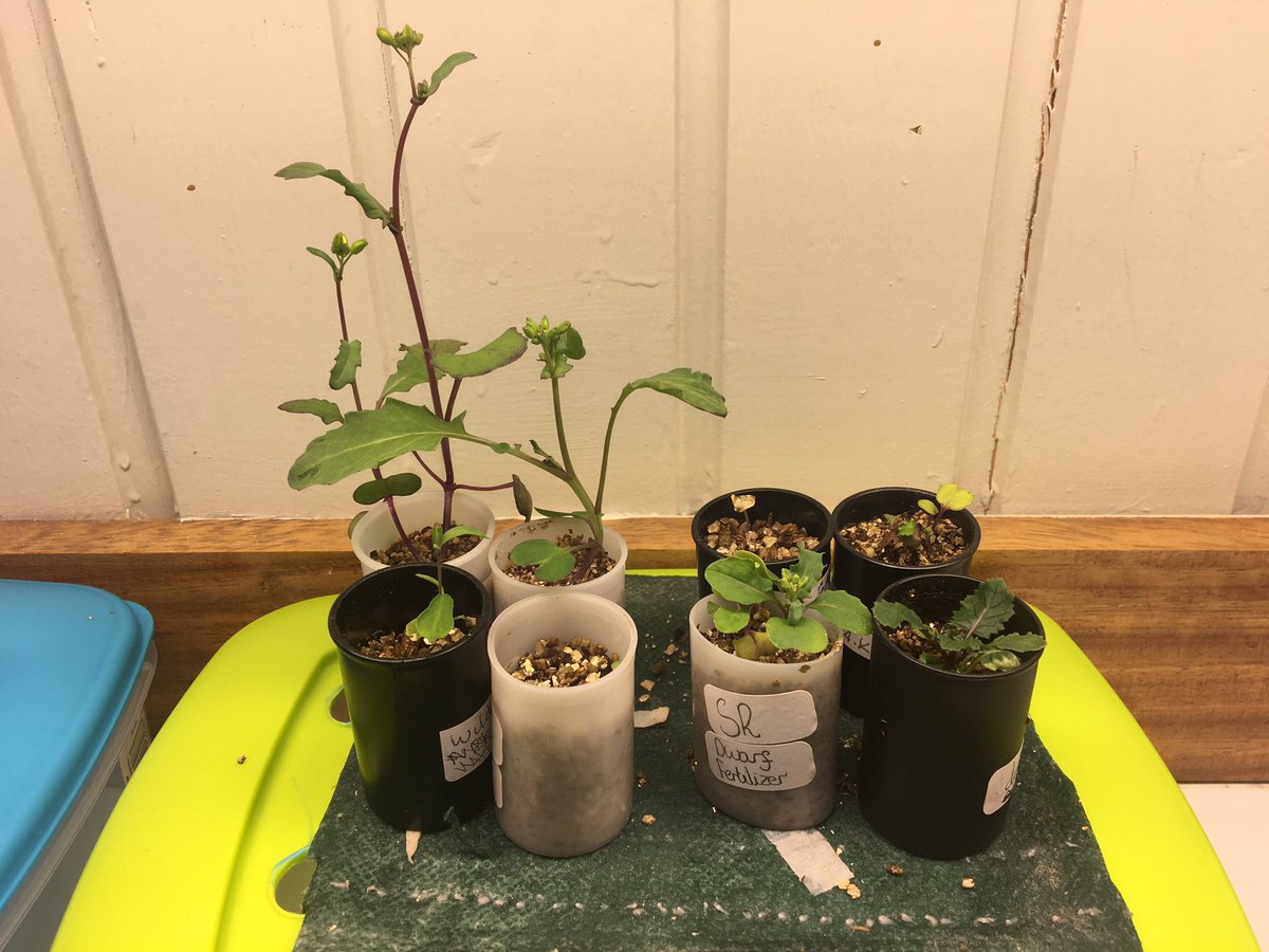 GeoffMorganBio's tweet photo. S1 Biologists investigating the influence of genes and environment on phenotype 

From left to right: 
Left pic
4 Tall variety with NPK fertiliser 
4 Rosette variety with NPK fertiliser 

Right pic 
4 Tall variety with no fertiliser 
4 Rosette variety with no fertiliser 

#STEM😂 https://t.co/io8Dbws25N