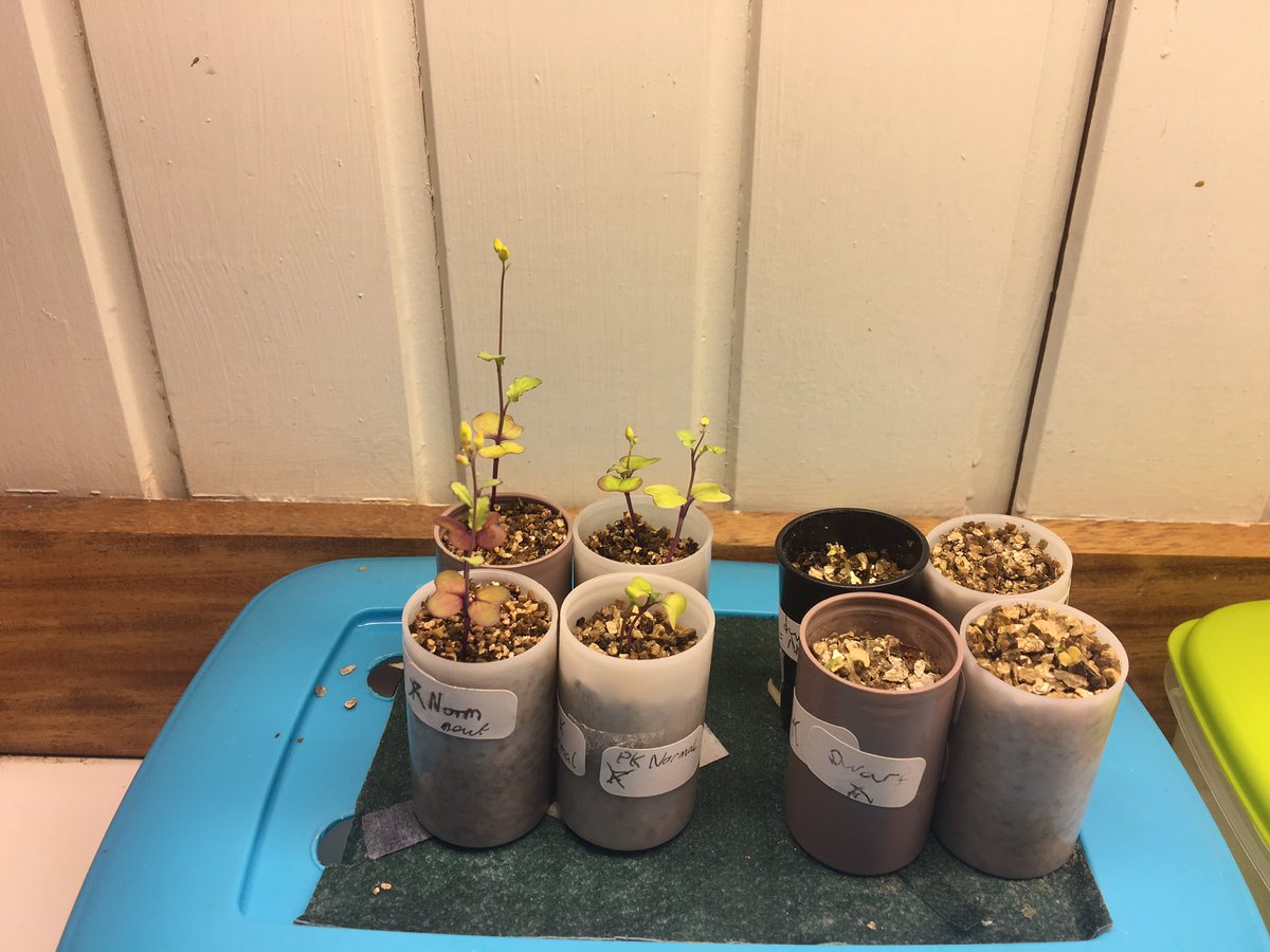 GeoffMorganBio's tweet photo. S1 Biologists investigating the influence of genes and environment on phenotype 

From left to right: 
Left pic
4 Tall variety with NPK fertiliser 
4 Rosette variety with NPK fertiliser 

Right pic 
4 Tall variety with no fertiliser 
4 Rosette variety with no fertiliser 

#STEM😂 https://t.co/io8Dbws25N