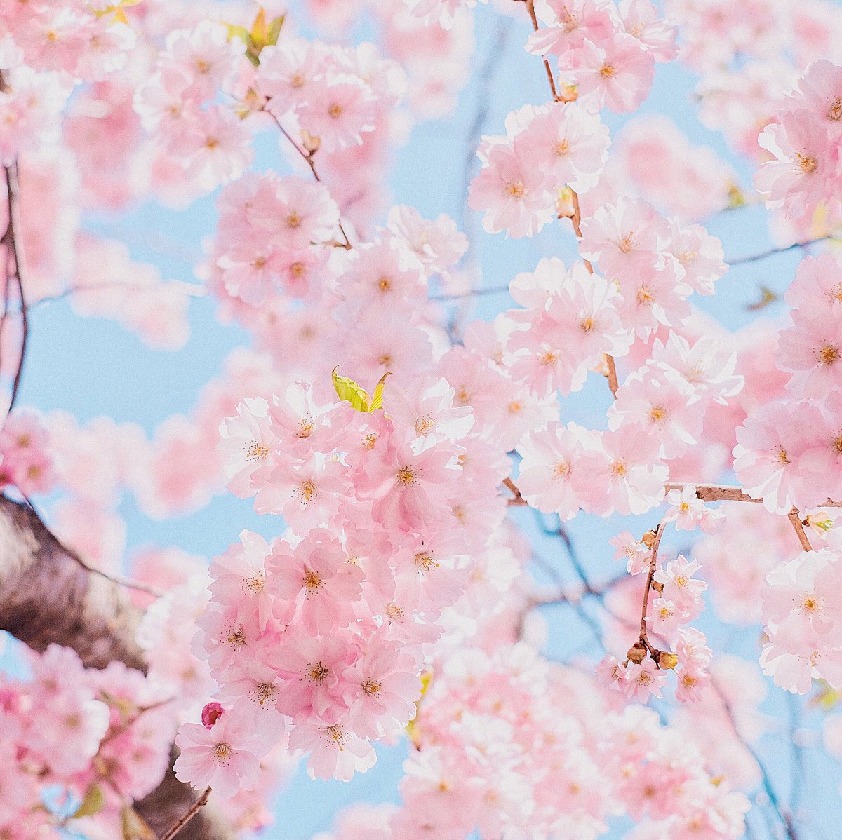 🌸Printemps🌸

Il est là. Au nom de toute l’équipe @revaliadream nous vous souhaitons un agréable printemps.