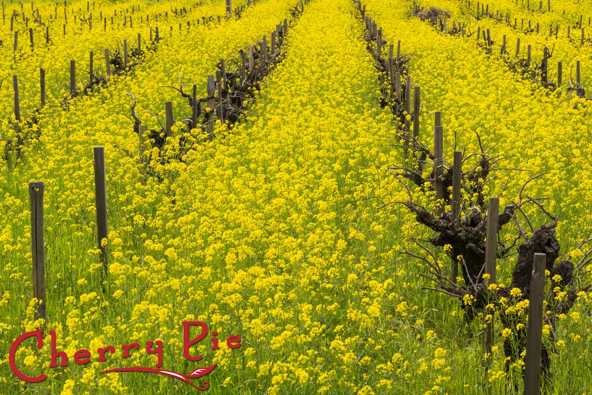 Spring has sprung!  #MustardIsBlooming