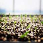 Photo by JK Community Farm (@JKCommunityFarm)
