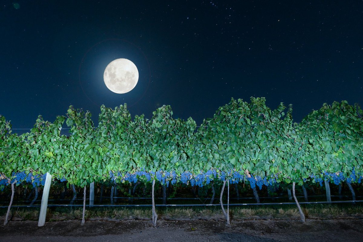 Finca Ambrosía tweet media