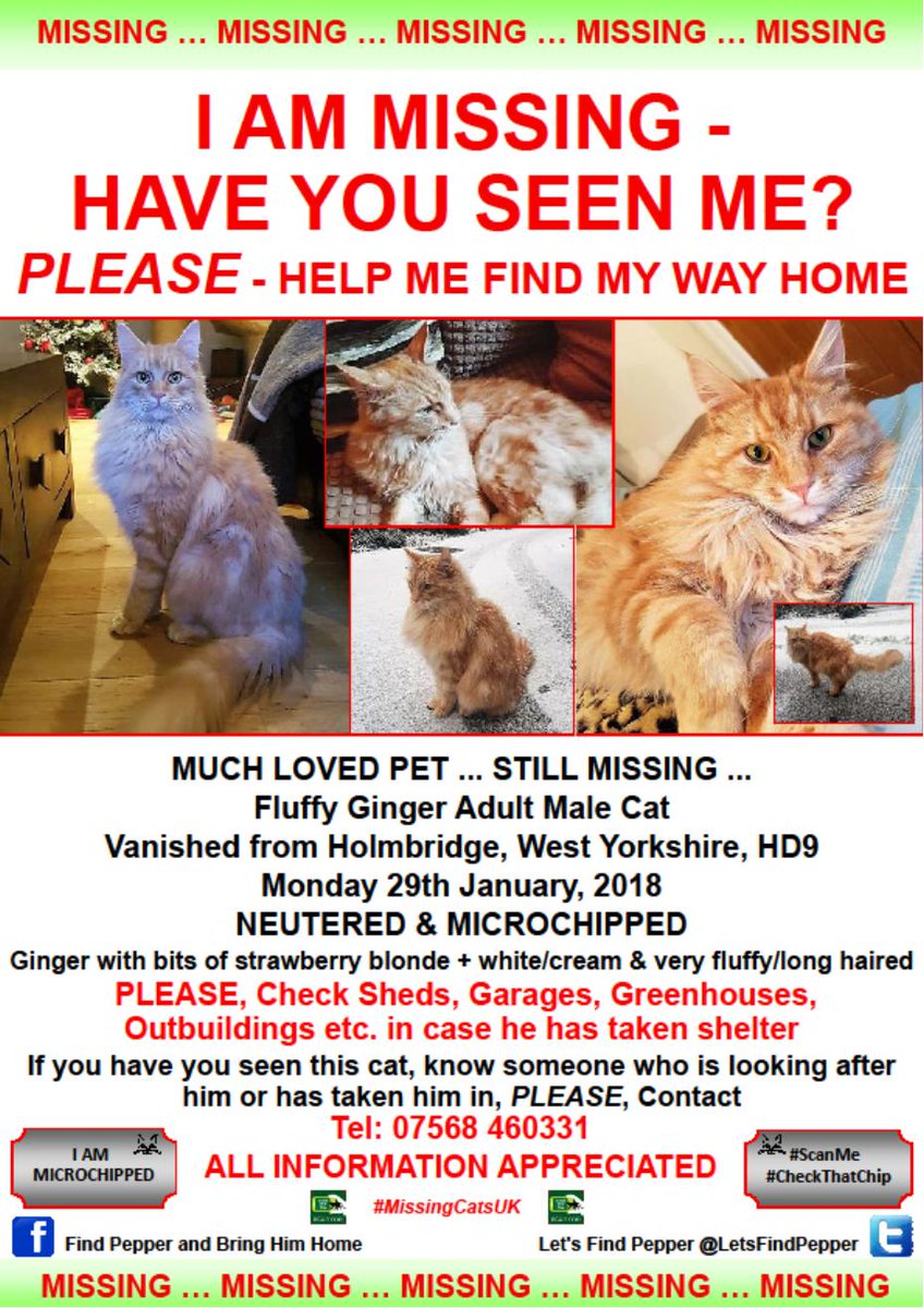 CatsMissing's tweet photo. #PleaseHelpFindPepper #Cat Vanished 29/1/18 #Holmbridge #WestYorkshire Ginger+bits of strawberry blonde
Neutered Chipped #ScanMe #MissingCatsUK #MissingCatsDay #FindPepperAndBringHimHome
FB▶https://t.co/kipRPVq0PZ
@DoglostUK▶https://t.co/qSDFYgNT95 #LetsFindPepper https://t.co/ZAa7xOUfpE