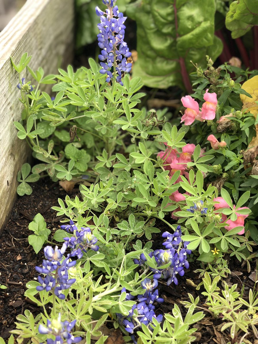 JulieMarieG06's tweet photo. We have bluebonnets!! #HCISDProud #THEGT @JodieAllex https://t.co/j7rSRwbjCi