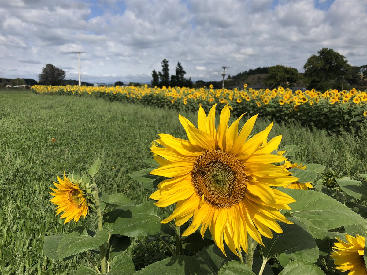 ballomes's tweet photo. Why? Because sunflowers make you smile 😊 Kinda fitting I think that these things are in full bloom today...of all days...keep smiling NZ #1.32 #rememberthegoodstuff #theyrus #NewZealandStrong https://t.co/KApBidzMig