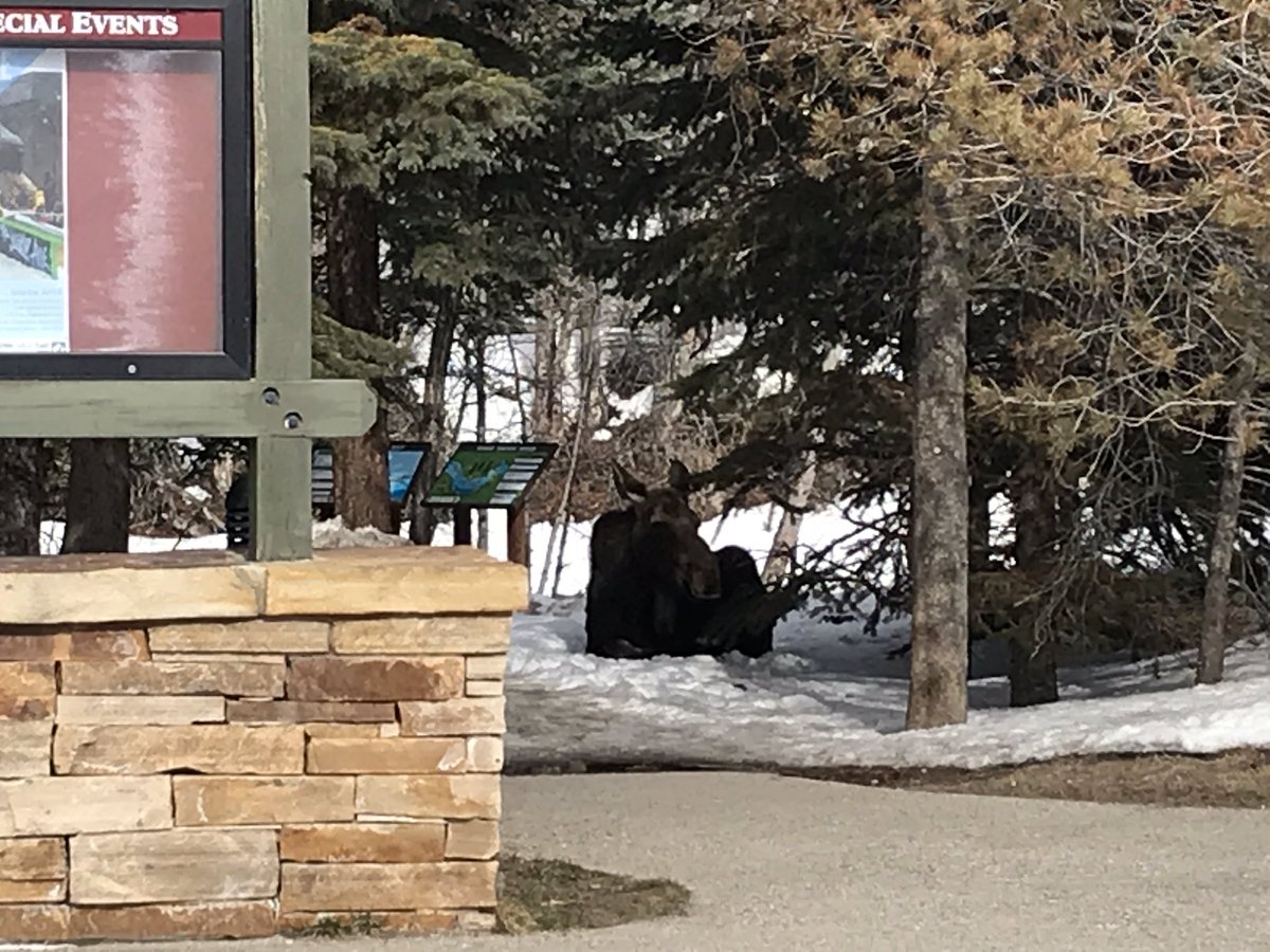 Matt_Kroschel's tweet photo. In @SilverthorneCO crime tape usually doesn’t signal a crime as we often would expect. The only crime happening here are some moose being overly adorable. But seriously the bike path along the Blue River near Town Center is currently closed due to moose chilling. #MooseProblems https://t.co/dAESfVhCPd