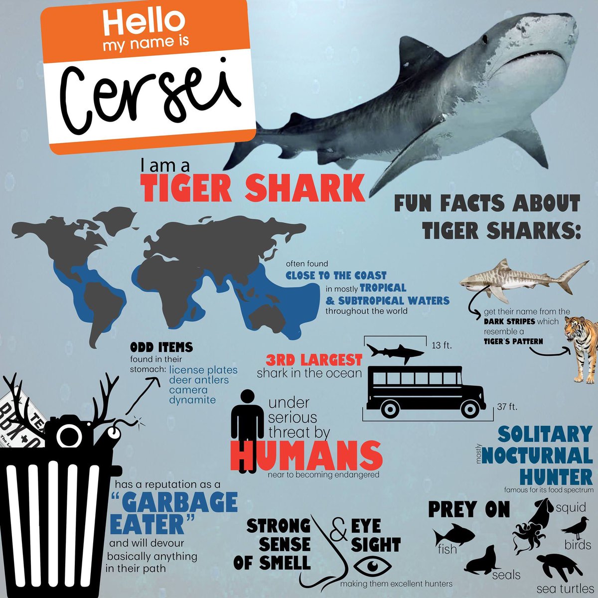 tamu_ucen's tweet photo. Meet, Cersei the Tiger Shark! (Named after the cunning #GameofThrones character!) With a reputation as a "garbage eater", she is always down to grab a bite to eat. See more about tiger sharks below! 
#Cersei #tigershark #MSCBDAY2019 #SharkSighting #thisbirthdayBITES https://t.co/qfoQB3Gt2p