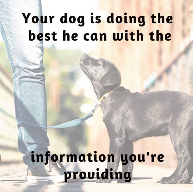 K9Rhett's tweet photo. https://t.co/auAC2d9Pih