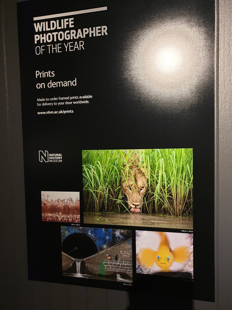 DarrynLyons's tweet photo. What a show last night in #geelong another #mayoral legacy lives on pls go and see it at the #nationalwoolmuseum its extraordinary @GreaterGeelong #worldwildlifephotogofyear #darrynlyons @lyons_gallery https://t.co/YApB3kGiA4