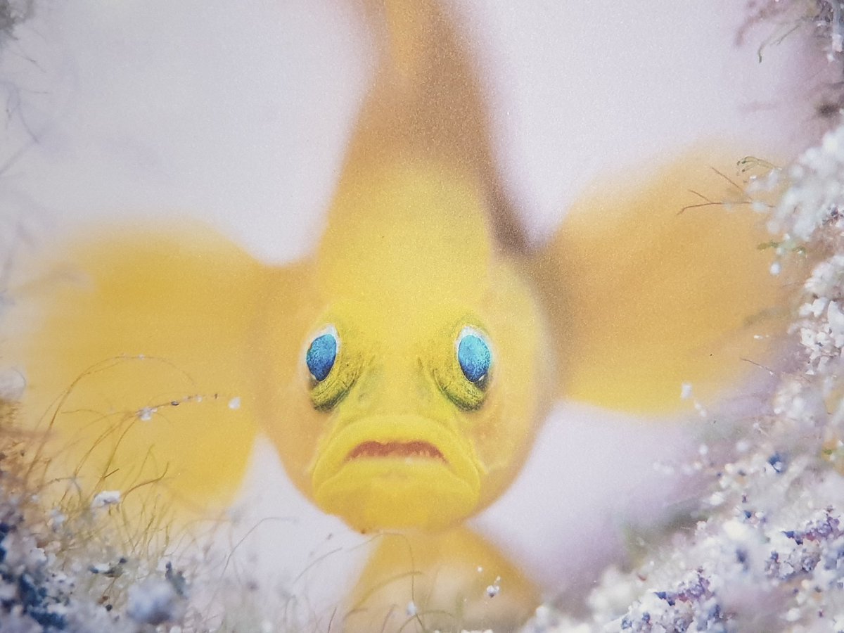 DarrynLyons's tweet photo. What a show last night in #geelong another #mayoral legacy lives on pls go and see it at the #nationalwoolmuseum its extraordinary @GreaterGeelong #worldwildlifephotogofyear #darrynlyons @lyons_gallery https://t.co/YApB3kGiA4