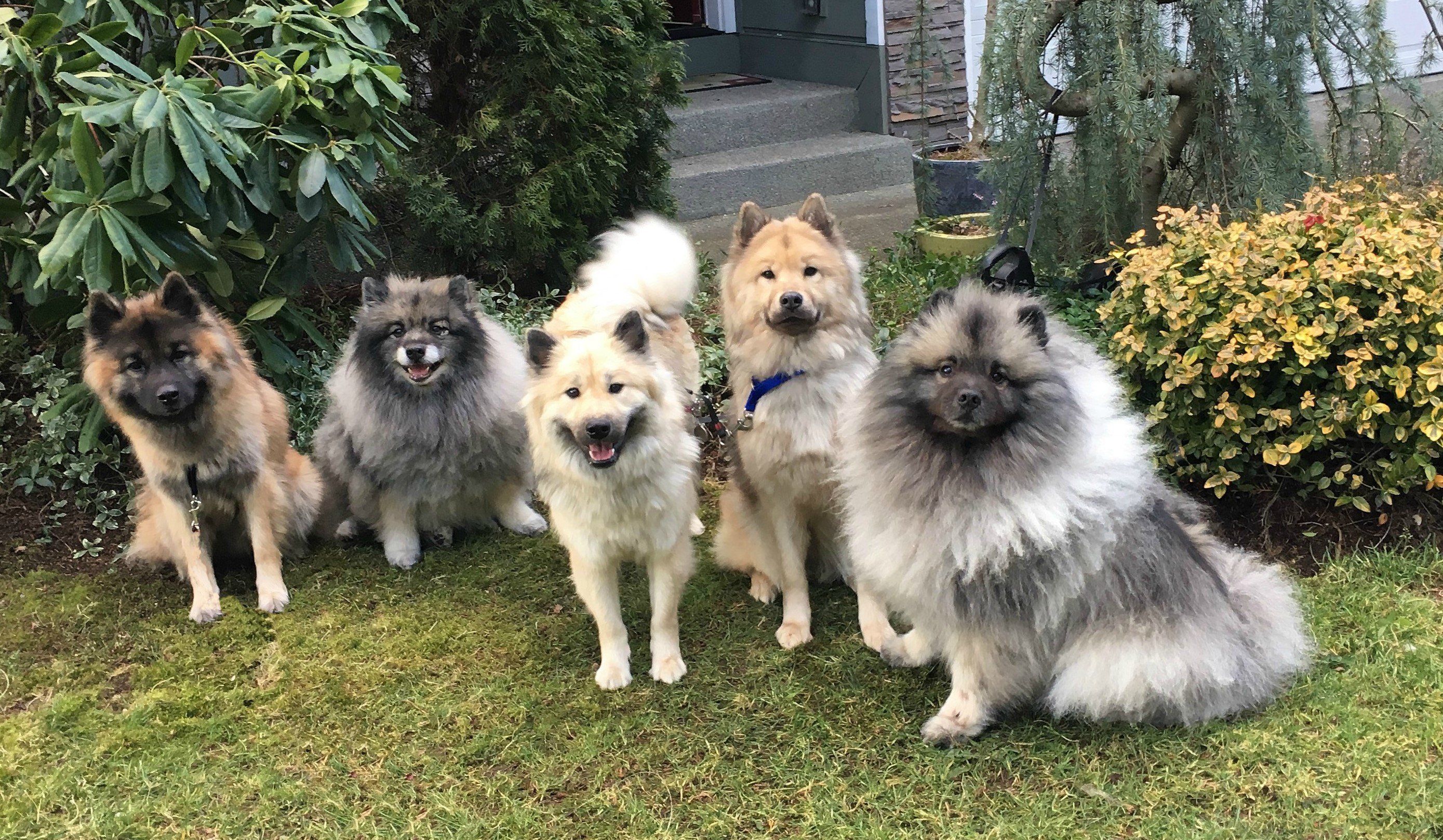 Timberspitz Eurasier on X