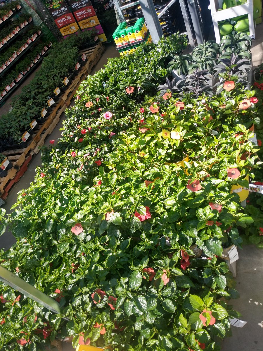 RandyBoston10's tweet photo. It's #WorldPoetryDay Here's a #ThursdayThoughts Nature is not a place to visit. It is home. Who better to add #nature to your #homedecor than @HomeDepot ? Visit Avondale #homedepot #today  you won't be disappointed 
#ThursdayMotivation #ToTheMAX
#team441 #D287BiggerStrongerFaster https://t.co/OFB0WPlog4