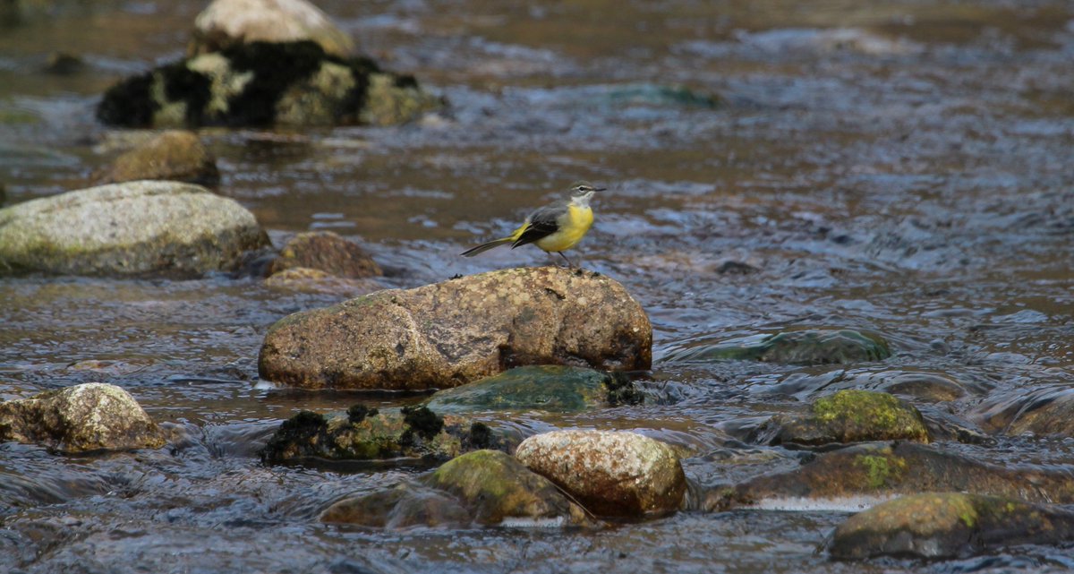 Irish Garden Birds tweet media