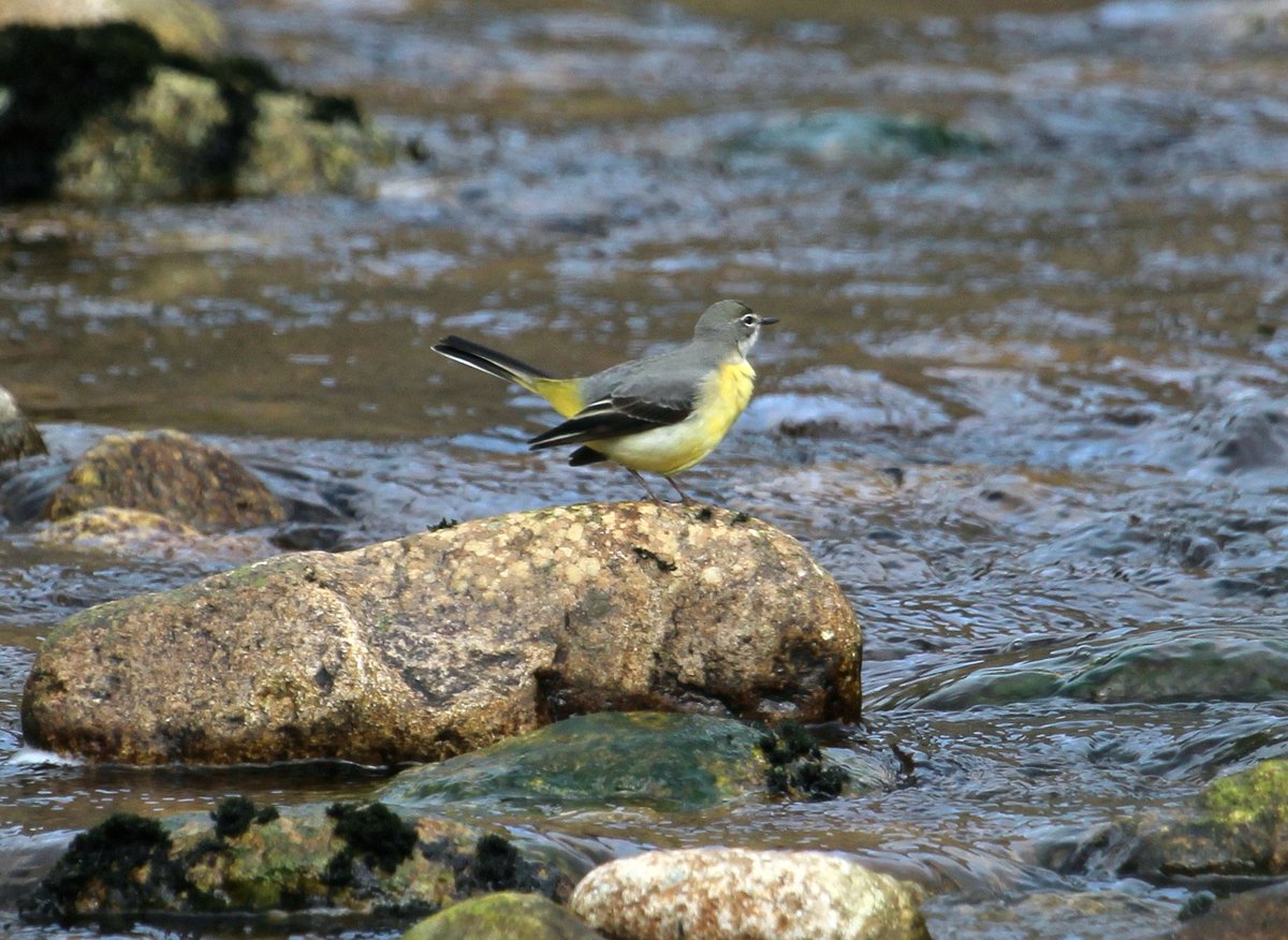Irish Garden Birds tweet media